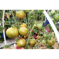 Tomato seeds Babylon's Glow Dwarf 50 seeds