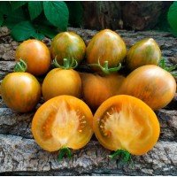 Tomato seeds Dwarf Babylon Glow 50 seeds