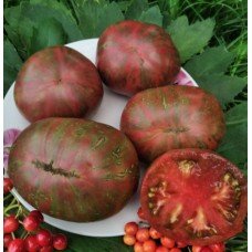Tomato seeds Dwarf Tennessee Suited 50 seeds
