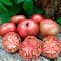 Tomato seeds Dwarf Fred's Tie Dye 50 seeds