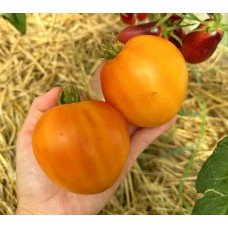 Tomato seeds Dwarf Gloria's Treat 50 seeds