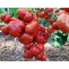 Tomato seeds Dwarf Cherokee Tiger Large 50 seeds