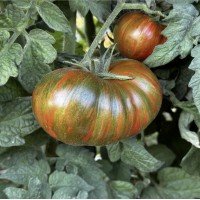 Tomato seeds Dwarf Chocolate Lightning 50 seeds