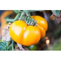 Tomato seeds Dwarf Lucky Swirl 50 seeds