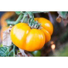 Tomato seeds Dwarf Lucky Swirl 50 seeds