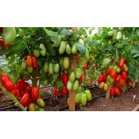 Tomato seeds Agafya F1 50 seeds