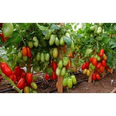 Tomato seeds Agafya F1 50 seeds