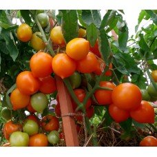 Tomato seeds Artist F1 50 seeds