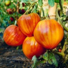 Tomato seeds Ox heart 