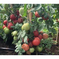 Tomato seeds Velor F1 50 seeds