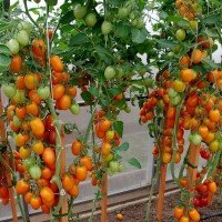 Tomato seeds Versailles F1 50 seeds