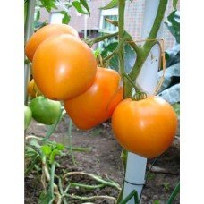 Tomato seeds Guardsman F1 50 seeds