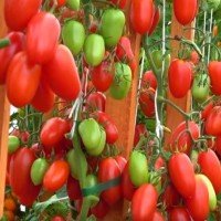 Tomato seeds Jack Pot F1 50 seeds