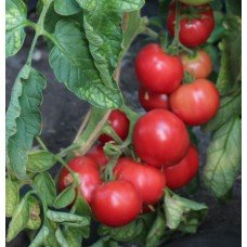 Tomato seeds Egoist F1 50 seeds