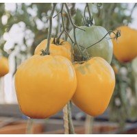 Tomato seeds Giselle F1 50 seeds