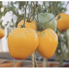 Tomato seeds Giselle F1 50 seeds