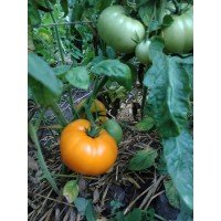 Tomato seeds Golden Dubai F1 50 seeds