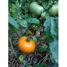 Tomato seeds Golden Dubai F1 50 seeds
