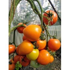 Tomato seeds Starfall F1 50 seeds
