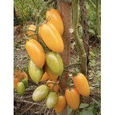 Tomato seeds Kotya F1 50 seeds