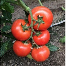 Tomato seeds Las Vegas F1 50 seeds