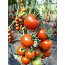 Tomato seeds Laura F1 50 seeds