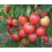 Tomato seeds Lyubomir F1 50 seeds