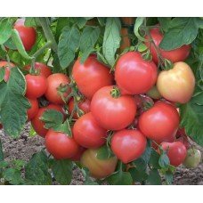Tomato seeds Lyubomir F1 50 seeds