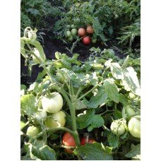 Tomato seeds League F1 50 seeds