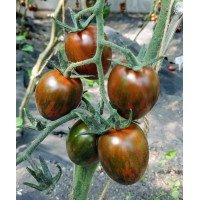 Tomato seeds Limpopo F1 50 seeds