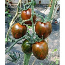 Tomato seeds Limpopo F1 50 seeds