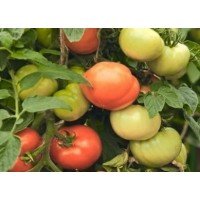 Tomato seeds Lyrica F1 50 seeds