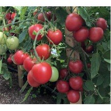 Tomato seeds Raspberry farmer F1 50 seeds