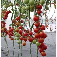 Tomato seeds Margosha F1 50 seeds