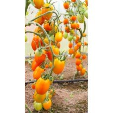 Tomato seeds Honey gift F1 50 seeds