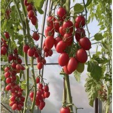 Tomato seeds Monet F1 50 seeds