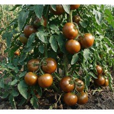 Tomato seeds Mulat F1 50 seeds