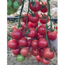 Tomato seeds Murzilka F1 50 seeds
