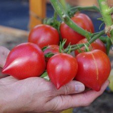 Tomato seeds Daddy's daughter F1 50 seeds