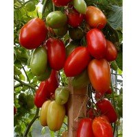 Tomato seeds Patrol F1 50 seeds