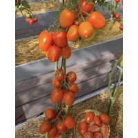 Tomato seeds Poker F1 50 seeds