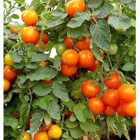 Tomato seeds Orange Farmer F1 50 seeds