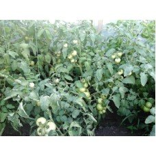 Tomato seeds Primadonna F1 50 seeds