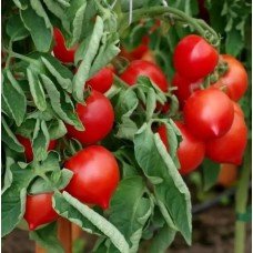 Tomato seeds Picador F1 50 seeds
