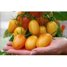 Tomato seeds Picnic Golden F1 50 seeds