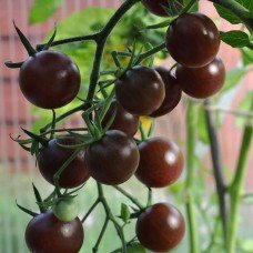Tomato seeds Ping Pong black F1 50 seeds