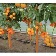 Tomato seeds Ping Pong golden F1 50 seeds