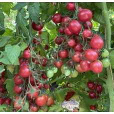 Tomato seeds Pink constellation F1 50 seeds
