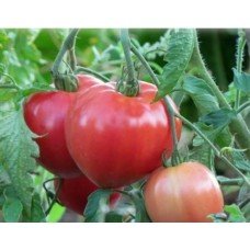 Tomato seeds Pink Spam F1 50 seeds