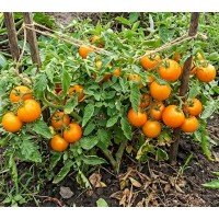 Tomato seeds Rostik golden F1 50 seeds